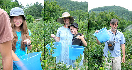 Berry Picking