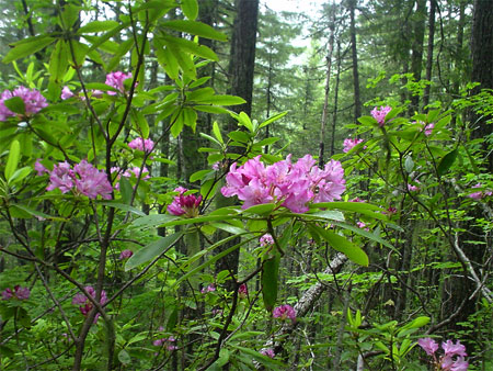 Rhododendrons in the forest