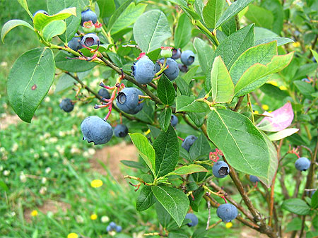 Berry Bush