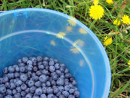 Bucket of Berries