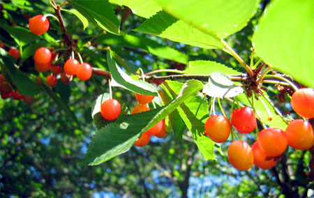 Cherries