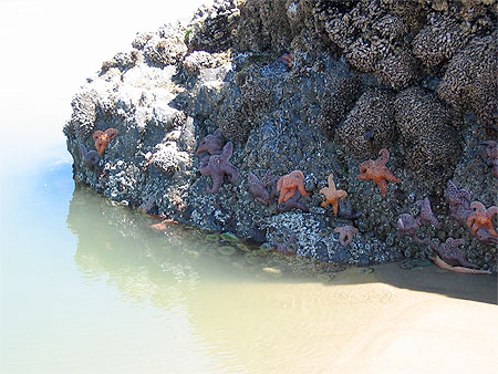 Starfish Cluster